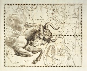 Taurus, constellation of Taurus, engraving from celestial atlas Firmamentum Sobiescianum sive Uronographia, by Johann Hevelius by Johannes Hevelius