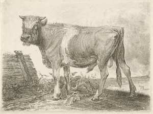 Bull