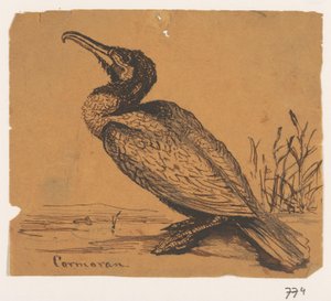 Cormorant by Johannes Tavenraat