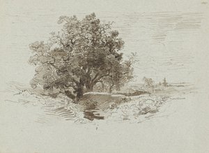 Group of Oaks in Wolfheze