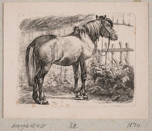 A Horse with a Halter