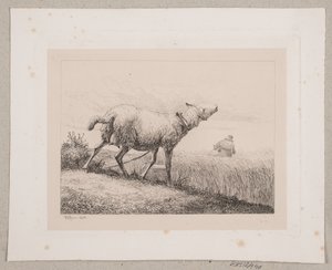 A Bleating Sheep by Johannes Wilhelm Zillen
