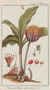 Selection of Beautiful and Rare Plants by Johannes Zorn
