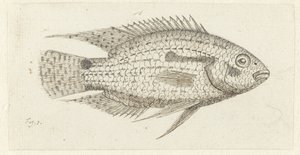 Tropical Fish Chromis Epse by Johannes le Francq van Berkhey