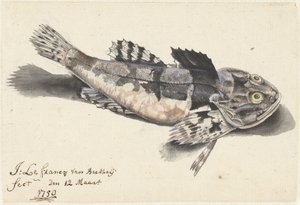 Sea Scorpion by Johannes le Francq van Berkhey