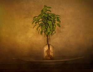 Rooted Plant Still Life