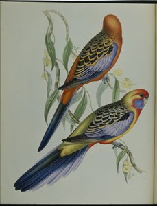 Adelaide Parakeet