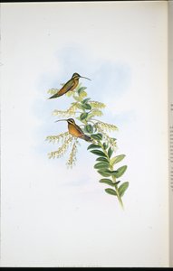 Amaura Hermit