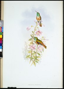 Amazili