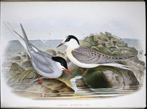 Arctic Tern