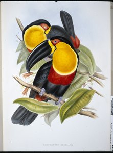 Ariel Toucan