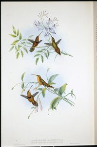 Belted Hermit and Bishop Hermit