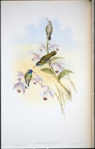 Black-eared Humming-bird (Heliopaedica Melanotis) by John (after) Gould