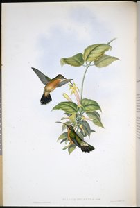 Black-tailed Hermit