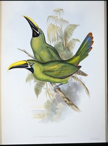 Black-throated Groove-bill Toucan
