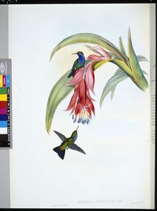 Blue-breasted Sapphire