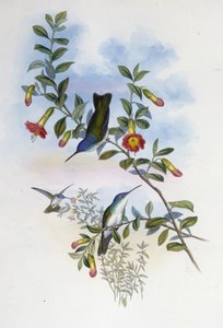 Blue-necked Azure Crown