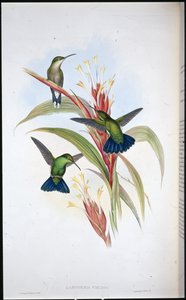 Blue-tailed Mango Hummingbird
