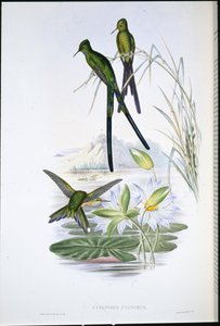Blue-tailed Sylph