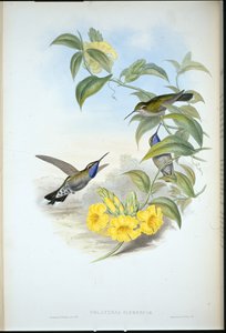 Blue-throated Cazique (Delattria clemenciae)