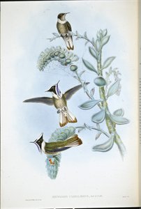 Blue-throated Hlemte Crest by John (after) Gould