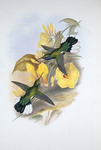 Blue-throated Sabre-wing