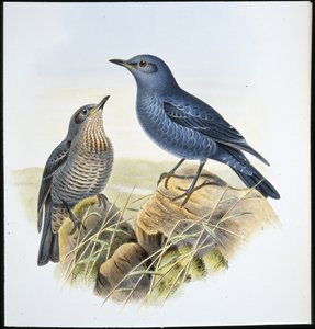 Blue Rock Thrush
