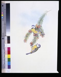 Blue Tit (Parus Caeruleus) by John (after) Gould