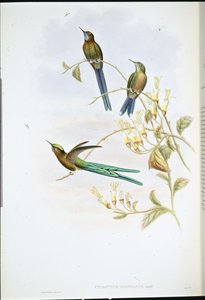 Bolivian Sylph