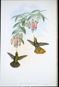 Brassy Tail (Metallura Aeneicauda) by John (after) Gould