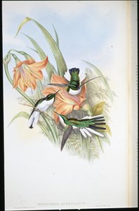Brazilian Fairy (Heliothrix auriculatus)
