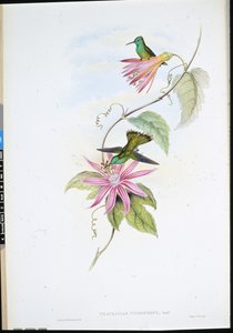 Brilliant-fronted Emerald