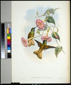 Buff-tailed Star-frontlet