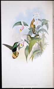 Buff-tailed Velvet-breast