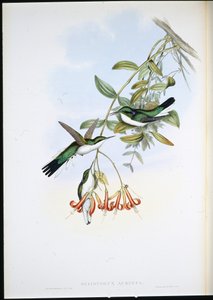 Cayenne Fairy (Heliothryx auritus)