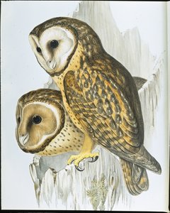 Chestnut faced Owl