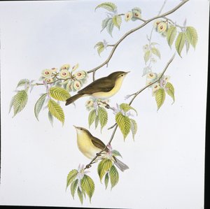 Chiffchaff