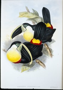 Citron-breasted Toucan