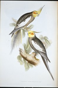 Cockatoo Parakeet by John (after) Gould