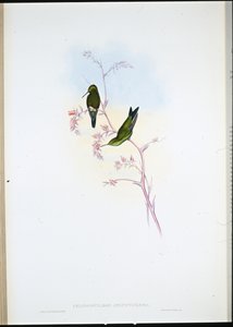 Columbian Emerald