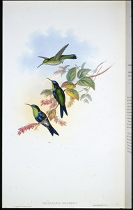 Columbian Panoplites / Columbian Wood-nymph (Thalurania colombica)