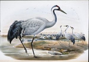 Common Crane