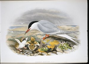 Common Tern (Sterna Hirundo)