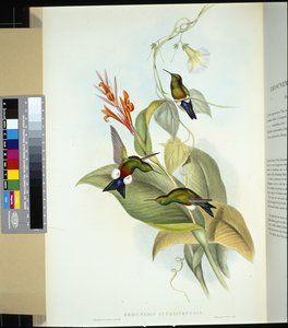 Coppery-bellied Puff Leg