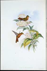 Coral-billed Amazili