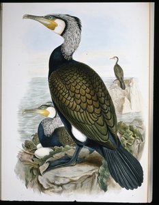 Cormorant by John (after) Gould