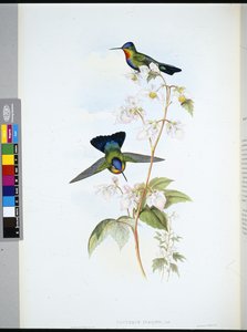Costa-Rican Hummingbird