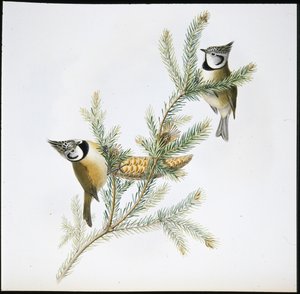 Crested Tit