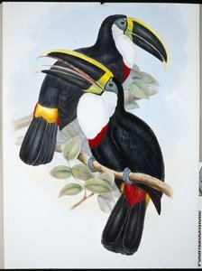 Culminated Toucan