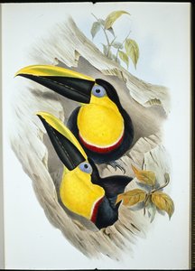 Doubtful Toucan